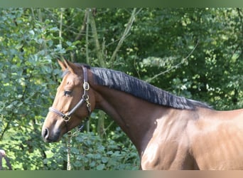 Deutsches Sportpferd, Wallach, 4 Jahre, 165 cm
