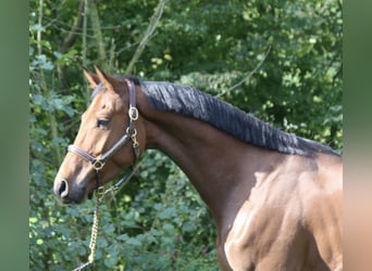 Deutsches Sportpferd, Wallach, 4 Jahre, 165 cm