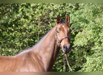 Deutsches Sportpferd, Wallach, 4 Jahre, 165 cm