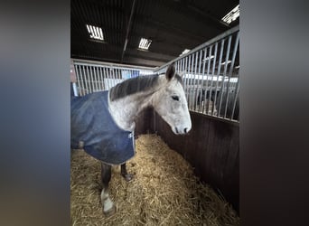 Deutsches Sportpferd, Wallach, 4 Jahre, 166 cm, Apfelschimmel