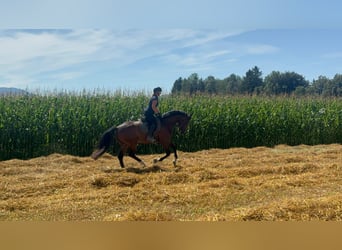 Deutsches Sportpferd, Wallach, 4 Jahre, 166 cm, Brauner