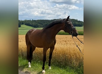 Deutsches Sportpferd, Wallach, 4 Jahre, 166 cm, Brauner