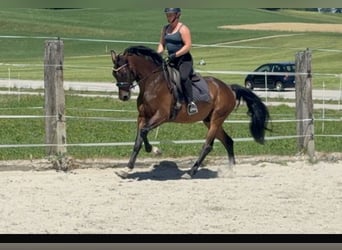 Deutsches Sportpferd, Wallach, 4 Jahre, 166 cm, Brauner