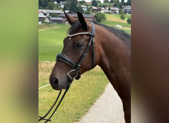 Deutsches Sportpferd, Wallach, 4 Jahre, 166 cm, Brauner
