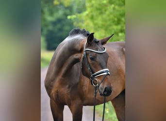 Deutsches Sportpferd, Wallach, 4 Jahre, 166 cm