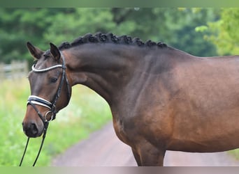 Deutsches Sportpferd, Wallach, 4 Jahre, 166 cm
