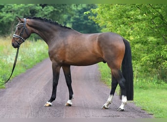Deutsches Sportpferd, Wallach, 4 Jahre, 166 cm