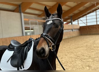 Deutsches Sportpferd, Wallach, 4 Jahre, 166 cm, Dunkelbrauner