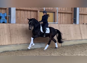 Deutsches Sportpferd, Wallach, 4 Jahre, 166 cm, Dunkelbrauner