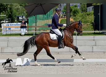 Deutsches Sportpferd, Wallach, 4 Jahre, 166 cm, Dunkelbrauner