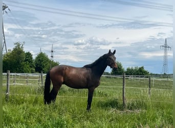 Deutsches Sportpferd, Wallach, 4 Jahre, 166 cm, Dunkelbrauner