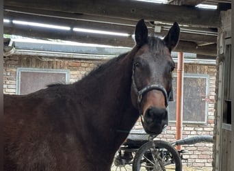 Deutsches Sportpferd, Wallach, 4 Jahre, 166 cm, Dunkelbrauner