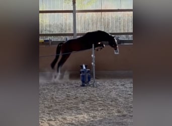 Deutsches Sportpferd, Wallach, 4 Jahre, 166 cm, Dunkelbrauner