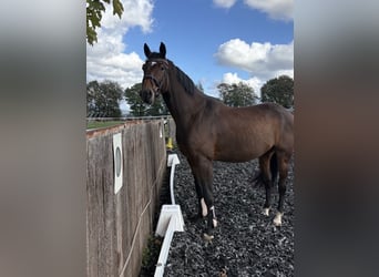 Deutsches Sportpferd, Wallach, 4 Jahre, 166 cm, Dunkelbrauner