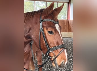 Deutsches Sportpferd, Wallach, 4 Jahre, 166 cm, Dunkelfuchs