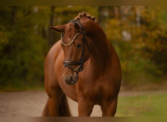 Deutsches Sportpferd, Wallach, 4 Jahre, 166 cm, Fuchs