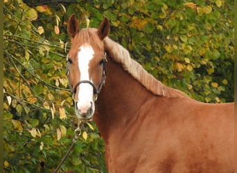 Deutsches Sportpferd, Wallach, 4 Jahre, 166 cm, Fuchs