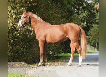 Deutsches Sportpferd, Wallach, 4 Jahre, 166 cm, Fuchs