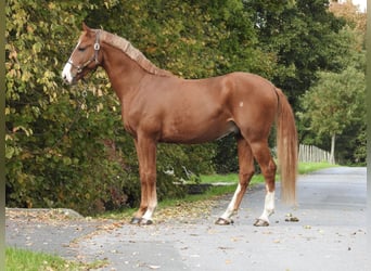 Deutsches Sportpferd, Wallach, 4 Jahre, 166 cm, Fuchs