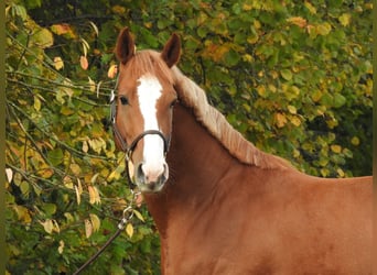 Deutsches Sportpferd, Wallach, 4 Jahre, 166 cm, Fuchs