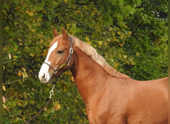 Deutsches Sportpferd, Wallach, 4 Jahre, 166 cm, Fuchs