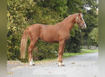 Deutsches Sportpferd, Wallach, 4 Jahre, 166 cm, Fuchs