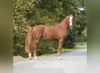 Deutsches Sportpferd, Wallach, 4 Jahre, 166 cm, Fuchs