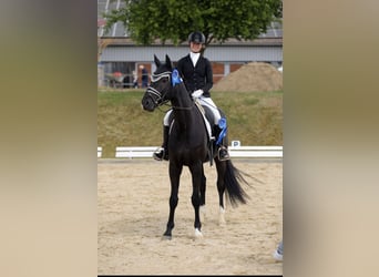 Deutsches Sportpferd, Wallach, 4 Jahre, 166 cm, Rappe
