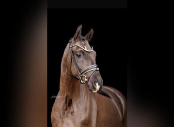 Deutsches Sportpferd, Wallach, 4 Jahre, 166 cm, Rappe