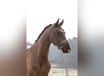 Deutsches Sportpferd, Wallach, 4 Jahre, 166 cm, Rappe