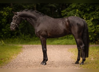Deutsches Sportpferd, Wallach, 4 Jahre, 166 cm, Rappe