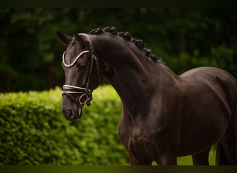 Deutsches Sportpferd, Wallach, 4 Jahre, 166 cm, Rappe
