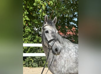 Deutsches Sportpferd, Wallach, 4 Jahre, 166 cm, Schimmel