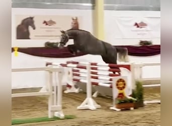 Deutsches Sportpferd, Wallach, 4 Jahre, 166 cm, Schimmel