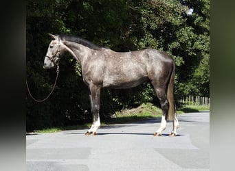 Deutsches Sportpferd, Wallach, 4 Jahre, 166 cm, Schimmel