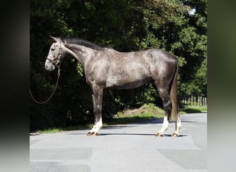 Deutsches Sportpferd, Wallach, 4 Jahre, 166 cm, Schimmel
