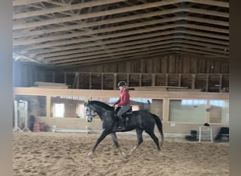 Deutsches Sportpferd, Wallach, 4 Jahre, 167 cm, Apfelschimmel