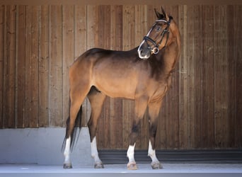 Deutsches Sportpferd, Wallach, 4 Jahre, 167 cm, Brauner