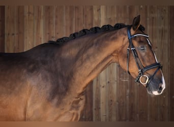 Deutsches Sportpferd, Wallach, 4 Jahre, 167 cm, Brauner