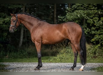 Deutsches Sportpferd, Wallach, 4 Jahre, 167 cm, Brauner