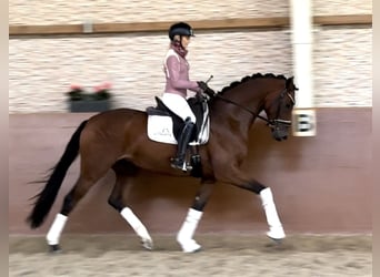 Deutsches Sportpferd, Wallach, 4 Jahre, 167 cm, Brauner