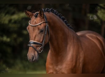 Deutsches Sportpferd, Wallach, 4 Jahre, 167 cm, Brauner