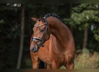 Deutsches Sportpferd, Wallach, 4 Jahre, 167 cm, Brauner