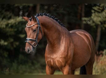 Deutsches Sportpferd, Wallach, 4 Jahre, 167 cm, Brauner