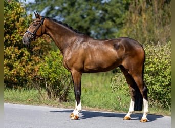 Deutsches Sportpferd, Wallach, 4 Jahre, 167 cm, Brauner