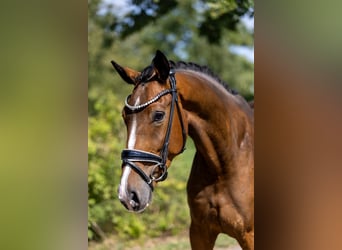 Deutsches Sportpferd, Wallach, 4 Jahre, 167 cm, Brauner