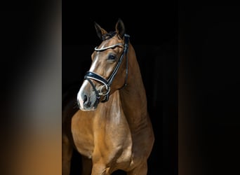 Deutsches Sportpferd, Wallach, 4 Jahre, 167 cm, Brauner