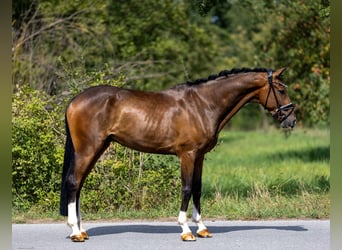 Deutsches Sportpferd, Wallach, 4 Jahre, 167 cm, Brauner