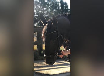 Deutsches Sportpferd, Wallach, 4 Jahre, 167 cm, Brauner