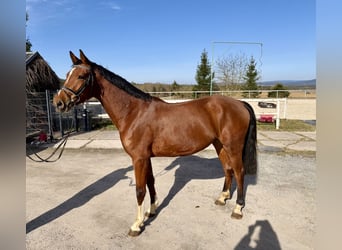 Deutsches Sportpferd, Wallach, 4 Jahre, 167 cm, Brauner
